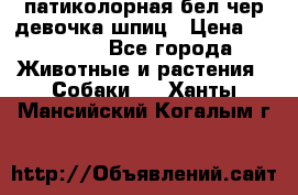 патиколорная бел/чер девочка шпиц › Цена ­ 15 000 - Все города Животные и растения » Собаки   . Ханты-Мансийский,Когалым г.